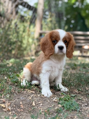 cavalier king Charles spaniel kiskutyak - kép 3
