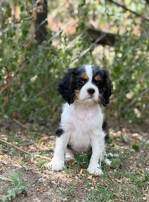 cavalier king charles spániel kiskutyák - kép 4