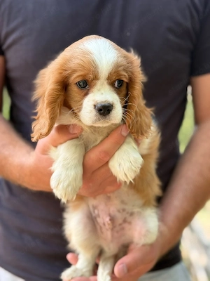 cavalier king Charles spaniel kiskutyak - kép 4