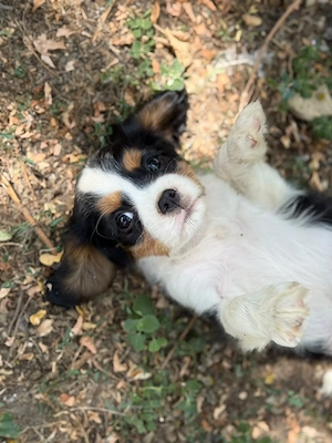 cavalier king Charles spaniel kiskutyak - kép 5