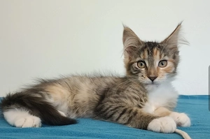 Maine coon 