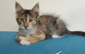 Törzskönyvezett szülőktől Maine coon  - kép 10