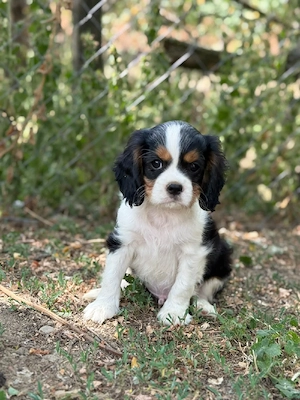 cavalier king Charles spaniel kiskutyak - kép 5