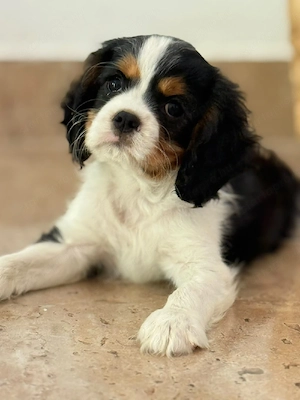 cavalier king Charles spaniel kiskutyak - kép 4