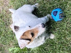 Jack russel terrier  - kép 3