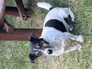 Jack russel terrier  - kép 4