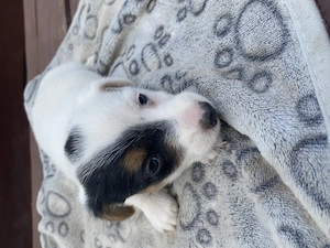 Jack russel terrier  - kép 5