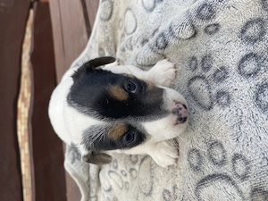Jack russel terrier  - kép 7
