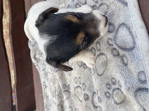 Jack russel terrier  - kép 6