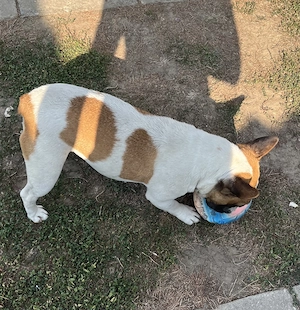 Eladó 1 éves kislány francia bulldog  - kép 3