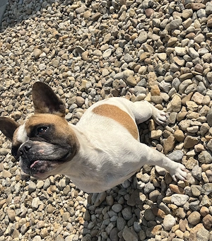 Eladó 1 éves kislány francia bulldog  - kép 2
