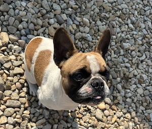 Eladó 1 éves kislány francia bulldog 