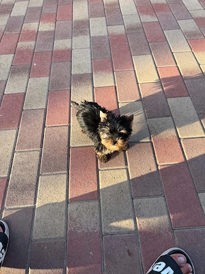 yorkshire terrier kutyus - kép 2