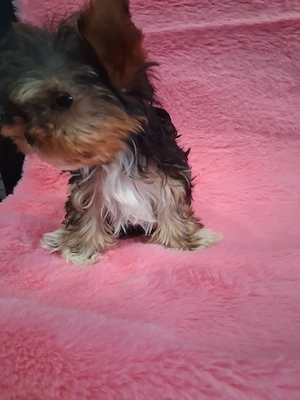 7 hetes Yorkie kutyusok eladóak  - kép 6