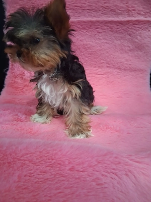 7 hetes Yorkie kutyusok eladóak  - kép 5
