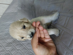 Golden Retriverek szerető gazdira várnak