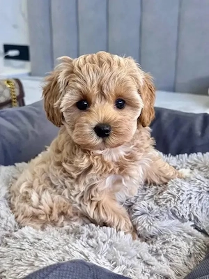 Maltipoo kölykök  - kép 3