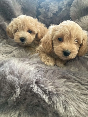 Maltipoo kiskutyák  - kép 2
