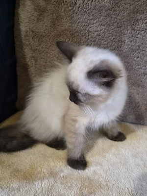 Törzskönyvezett szülőktől Ragdoll babyk foglalhatók! - kép 3