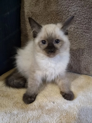 Törzskönyvezett szülőktől Ragdoll babyk foglalhatók! - kép 2