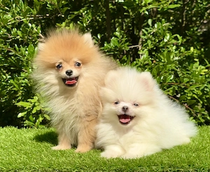 Pomerániai mini kislányok - kép 3