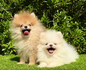 Pomerániai mini kislányok - kép 2