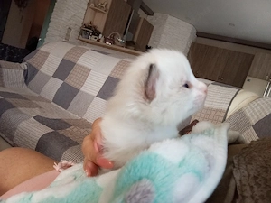 Cherubim Ragdoll (színes Ragdoll) - kép 5