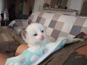 Cherubim Ragdoll (színes Ragdoll) - kép 3