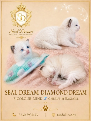 Cherubim Ragdoll (színes Ragdoll)