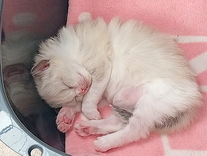 Cherubim Ragdoll (színes Ragdoll) - kép 4