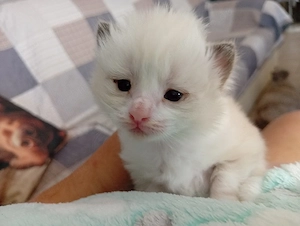 Cherubim Ragdoll (színes Ragdoll) - kép 2