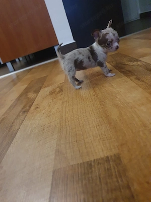 Csivava mini Teacup! Csokoládé Merle Budapest és Siófok szállítás megoldható  - kép 6