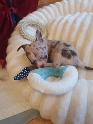 Csivava mini Teacup! Csokoládé Merle Budapest és Siófok szállítás megoldható  - kép 4