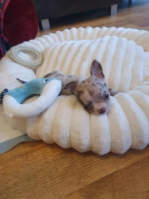 Csivava mini Teacup! Csokoládé Merle Budapest és Siófok szállítás megoldható  - kép 5