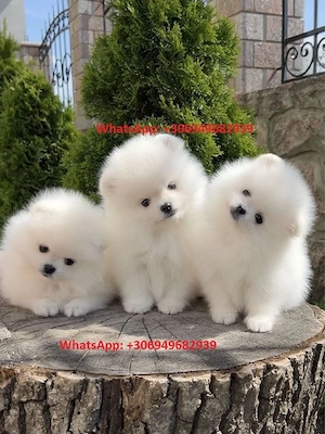 Két tündéri Pomerániai kislány és kisfiú álomgazdit keres!
