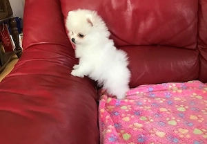 Két tündéri Pomerániai kislány és kisfiú álomgazdit keres! - kép 3