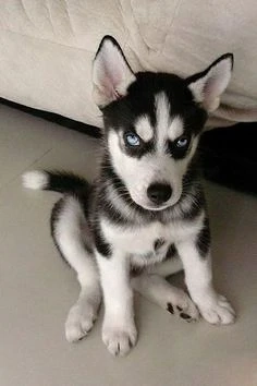 szibériai husky