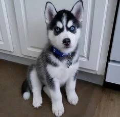 szibériai husky - kép 2