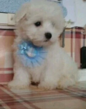 Fehér mini Bichon Havanese - kép 2