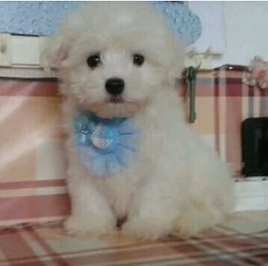 Fehér mini Bichon Havanese
