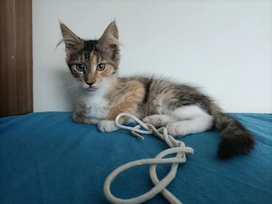 Törzskönyvezett szülőktől Maine coon  - kép 3