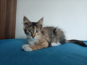 Maine coon 