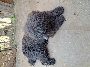 Puli kan kiskutya
