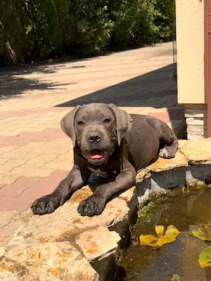 Cane Corso szürke kan EUCH, Wch ösökkel tenyésztői garanciával eladó - kép 2
