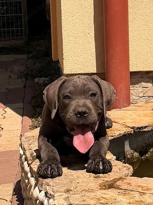Cane Corso szürke kan EUCH, Wch ösökkel tenyésztői garanciával eladó - kép 3