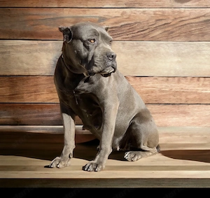 Cane Corso fekete szuka EUch, Wch ösökkel tenyésztői garanciával elaó - kép 5