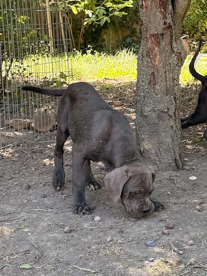 Cane Corso szürke kan EUCH, Wch ösökkel tenyésztői garanciával eladó - kép 4