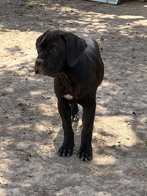 Cane Corso fekete szuka EUch, Wch ösökkel tenyésztői garanciával elaó - kép 4