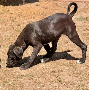 Cane Corso fekete szuka EUch, Wch ösökkel tenyésztői garanciával elaó - kép 2