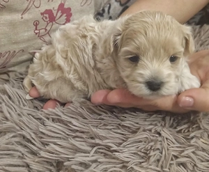 Fajtatiszta jellegű Maltipoo kisfiú kutyus szerető gazdit keres - kép 5